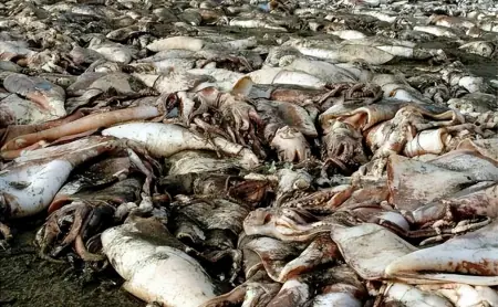 日本正在让全世界为其买单，海滩惊现大量生物尸体，蔓延上百米-日本海域变异物种